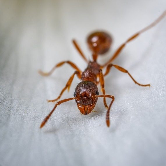 Field Ants, Pest Control in Brent Cross, Hendon, NW4. Call Now! 020 8166 9746