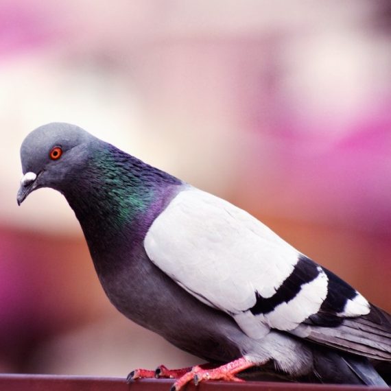 Birds, Pest Control in Brent Cross, Hendon, NW4. Call Now! 020 8166 9746