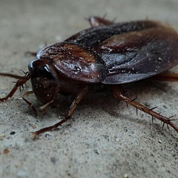 Cockroaches, Pest Control in Brent Cross, Hendon, NW4. Call Now! 020 8166 9746