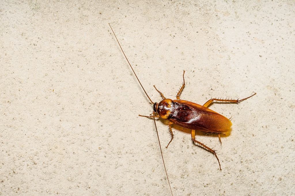Cockroach Control, Pest Control in Brent Cross, Hendon, NW4. Call Now 020 8166 9746