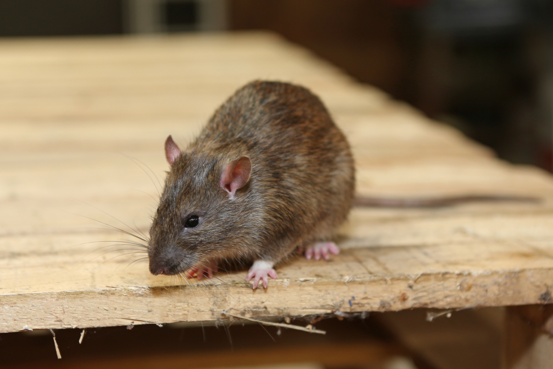 Rat Infestation, Pest Control in Brent Cross, Hendon, NW4. Call Now 020 8166 9746