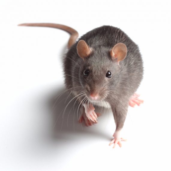 Rats, Pest Control in Brent Cross, Hendon, NW4. Call Now! 020 8166 9746