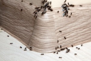 Ant Control, Pest Control in Brent Cross, Hendon, NW4. Call Now 020 8166 9746