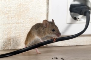 Mice Control, Pest Control in Brent Cross, Hendon, NW4. Call Now 020 8166 9746