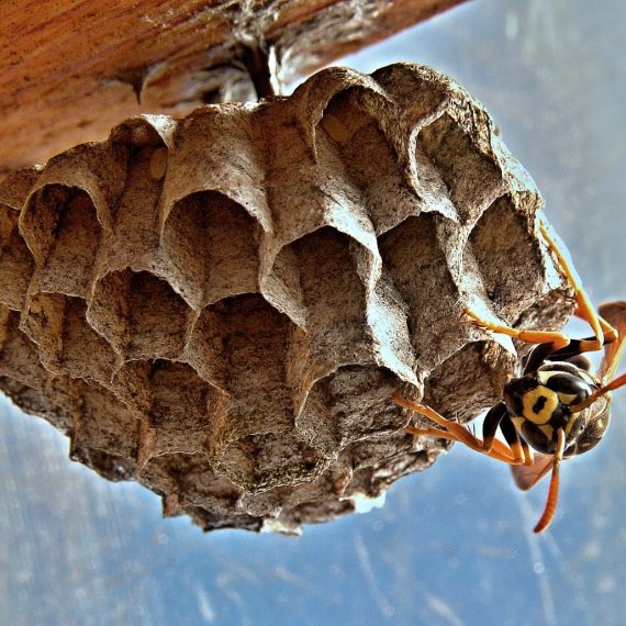 Wasps Nest, Pest Control in Brent Cross, Hendon, NW4. Call Now! 020 8166 9746