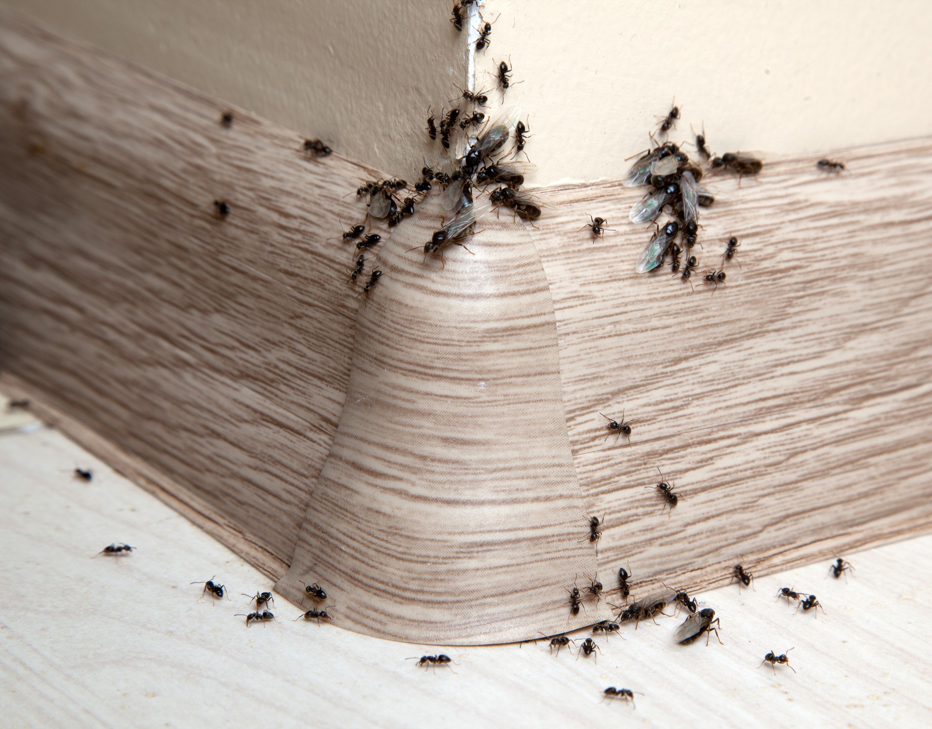 Ant Infestation, Pest Control in Brent Cross, Hendon, NW4. Call Now 020 8166 9746