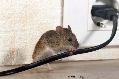 Pest Control in Brent Cross, Hendon, NW4. Call Now! 020 8166 9746