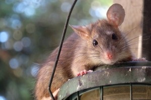 Rat Control, Pest Control in Brent Cross, Hendon, NW4. Call Now 020 8166 9746