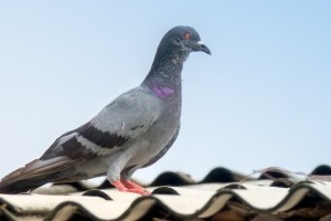 Pigeon Control, Pest Control in Brent Cross, Hendon, NW4. Call Now 020 8166 9746